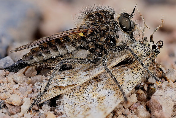 Sandraubfliege mit Beute. Deswegen heißen die Tiere Raubfliegen.