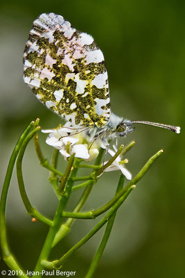 Papillon Anthocharis_cardamines (Aurore) sur une Arabette (Arabidopsis thaliana).