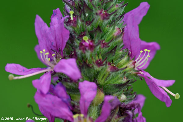 Épilobe en floraison