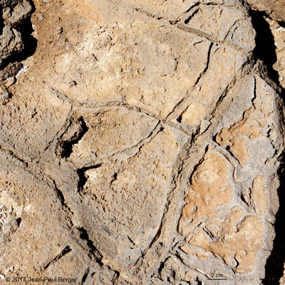  Butte témoin du rivage du Paléolac Asal - Calcrete : Mud cracks (croûte de dessication fossilisée)