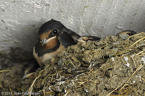 Jeune Hirondelle rustique dans son nid dans une étable - Bocage bourbonnais (Allier).