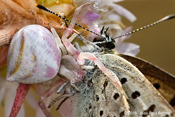 Thomisus onustus (Araignée-crabe) a capturé un Azuré - Réserve du Val d'Allier Chatel de Neuvre