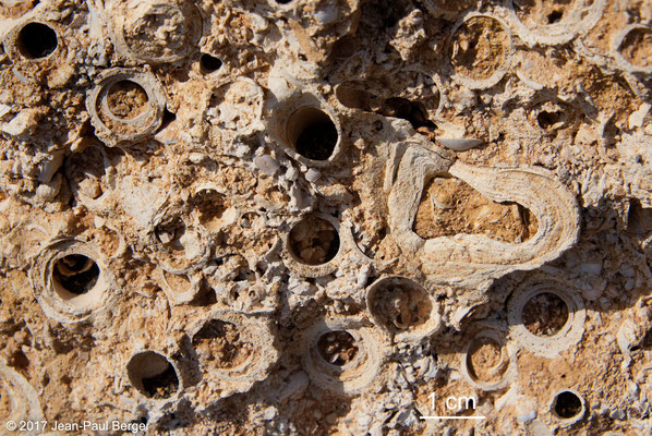 Calcaire à terriers d'Arénicoles - Rivages émergés de la plage de Dankalello