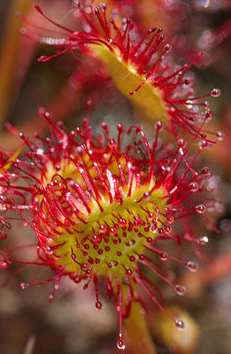 Drosera - La Bosse (Carrière de kaolin abnadonnée)