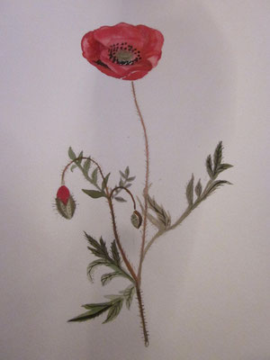 Coquelicot