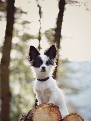 20+ Papillon Mix Hund Pics