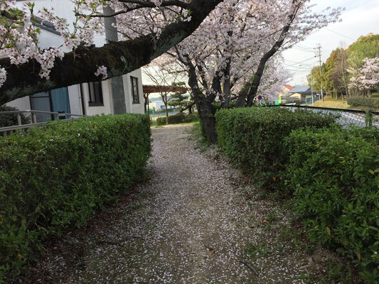 桜のじゅうたんのようです。