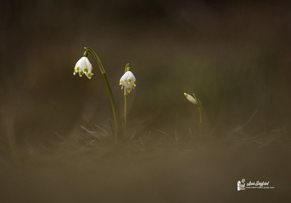 Märzenbecher, Frühlings-Knotenblume