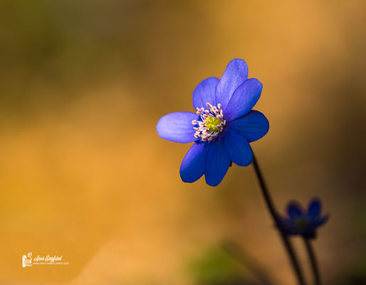 Leberblümchen