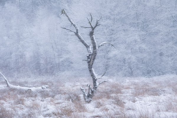 Winterwonderland - Strubben Kniphorstbosch © JurjenVeerman