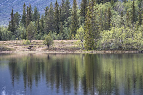 Helgetjerne - Hemsedal © Jurjen Veerman