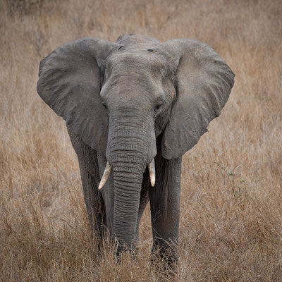 Olifant - Kruger park