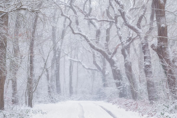 Winterwonderland - Strubben Kniphorstbosch © JurjenVeerman