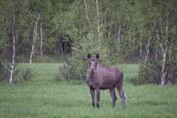 Eland - Hemsedal © Jurjen Veerman