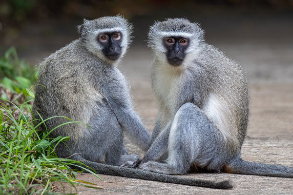 Groene Meerkat - Nationaal park Tsitsikamma
