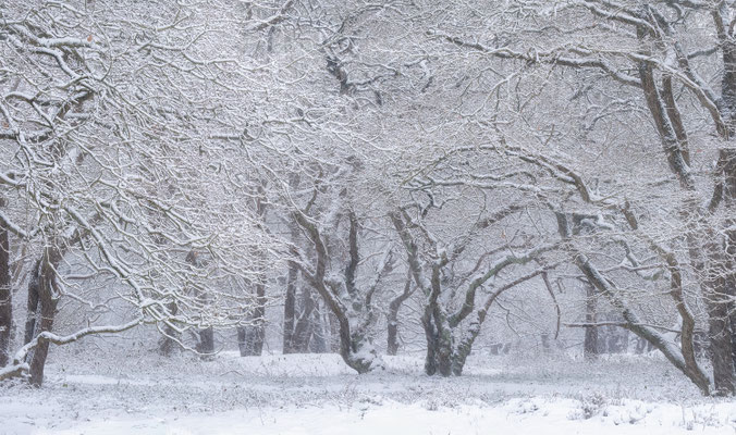 Winterwonderland - Strubben Kniphorstbosch © JurjenVeerman