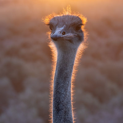 Struisvogel - Oudtshoorn