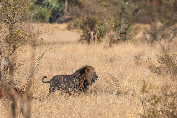 Leeuw - Kruger park