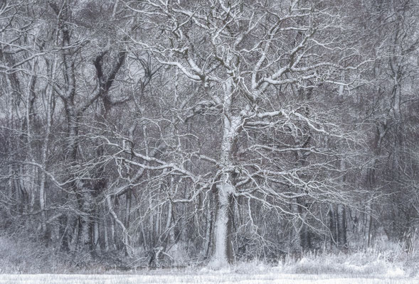 Winterwonderland - Strubben Kniphorstbosch © JurjenVeerman