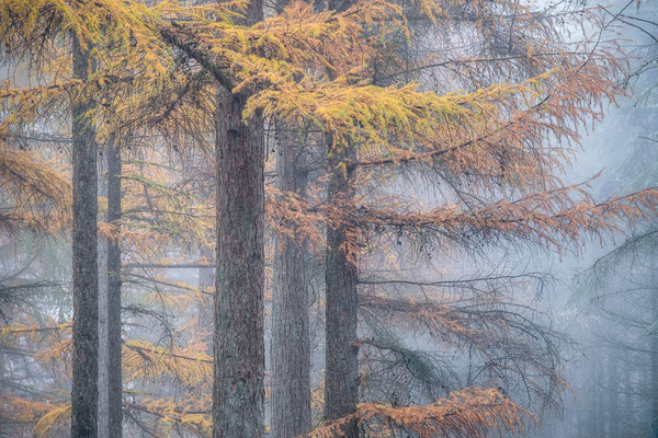 Mistige herfstochtend in de Drentse bossen - © Jurjen Veerman