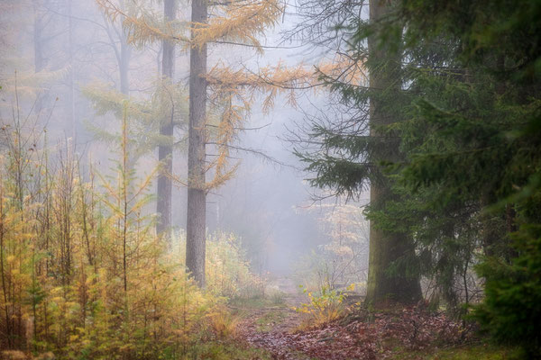 Mistige herfstochtend in de Drentse bossen - © Jurjen Veerman