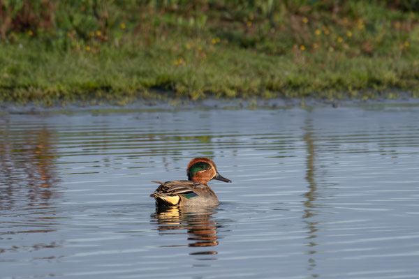 Wintertaling