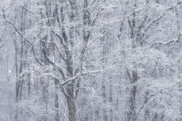 Winterwonderland - Strubben Kniphorstbosch © JurjenVeerman