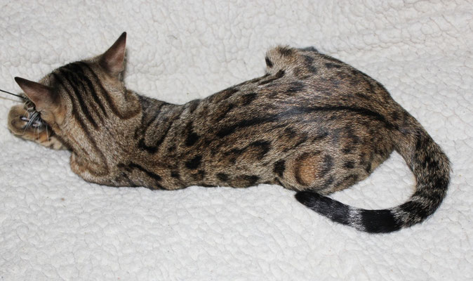 бенгальская кошка
