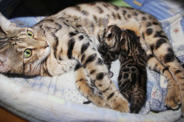 бенгальская кошка