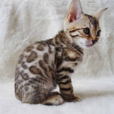 бенгальский котенок
