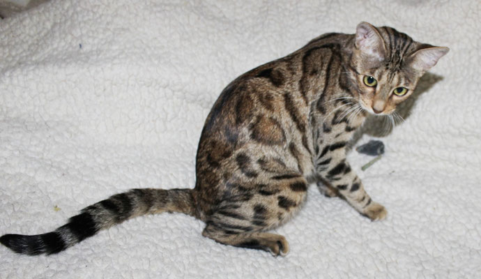 бенгальская кошка