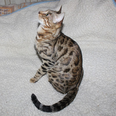бенгальская кошка
