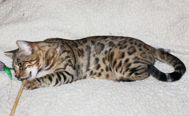 бенгальская кошка