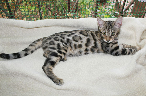 бенгальская кошка