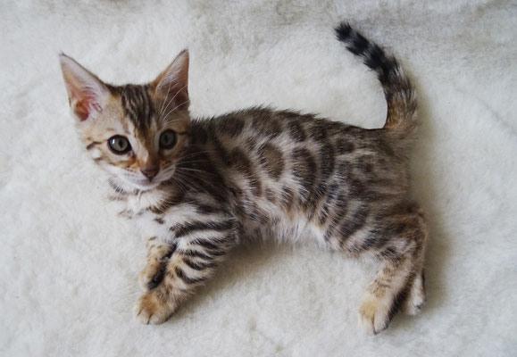 бенгальский котенок