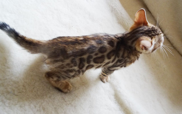 бенгальский котенок
