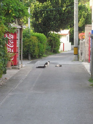 島の猫