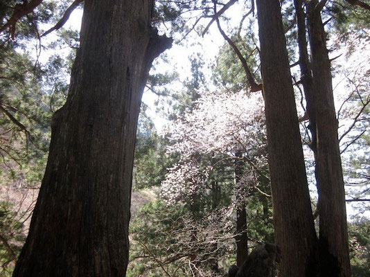 霊気漂う榛名神社ではまだ桜の時期でした。
