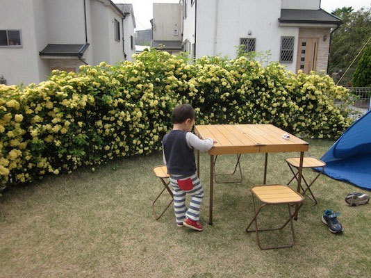 モッコウバラが満開です。