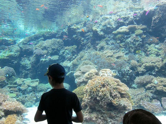 疲れのピーク「美ら海水族館」。周りが中国人だらけで更に疲弊する