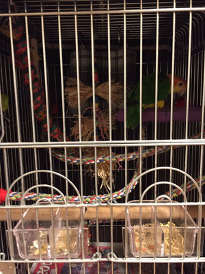 ケージ カバー(鳥かご インコ おやすみ カバー)評判・口コミ3 ケージ カバー(鳥かご インコ おやすみ カバー)評判・口コミ3