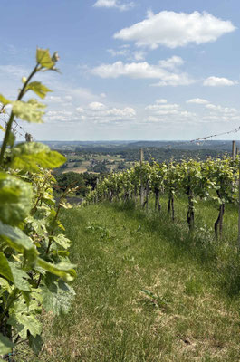 Eine Weinregion mit hervorragender Qualität.