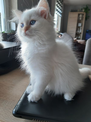 Kitten Available Good Natured Paw Ragdolls