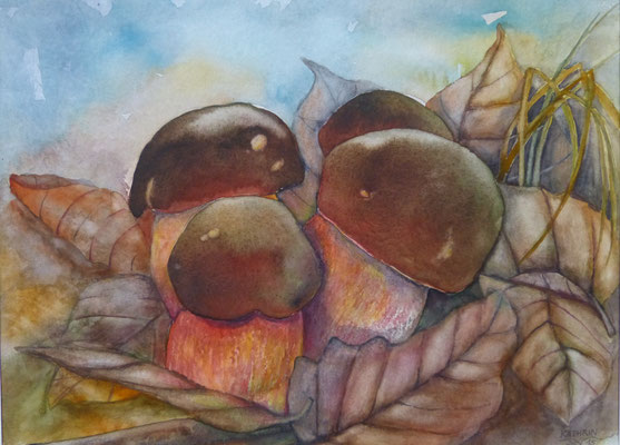Hexenröhrling 30x40