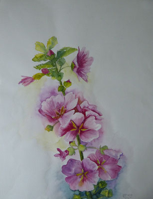 Malve 40x50