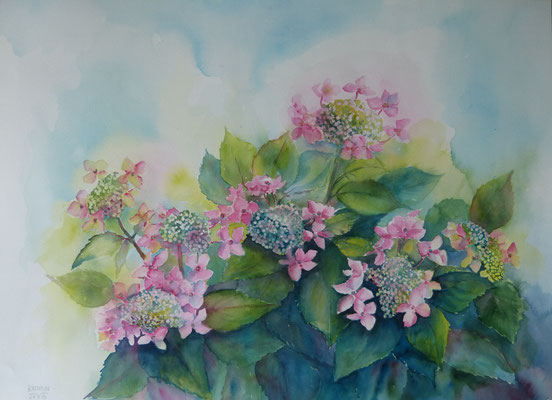 Hortensien 40x50