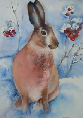 Hase 50x70