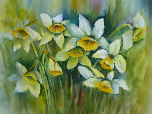 Narzissen 50x70