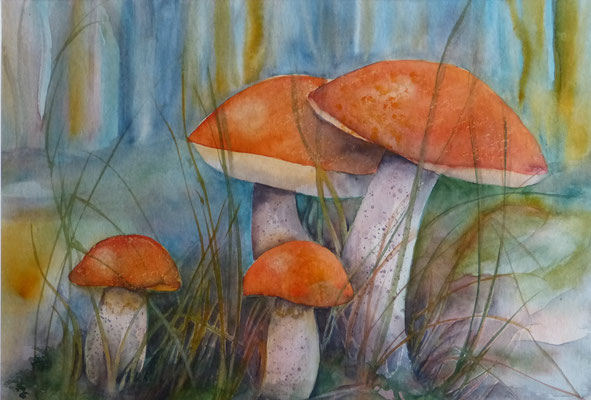 Rotkappen 30x40