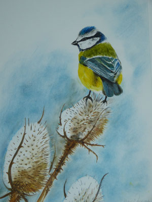 Blaumeise 30x40